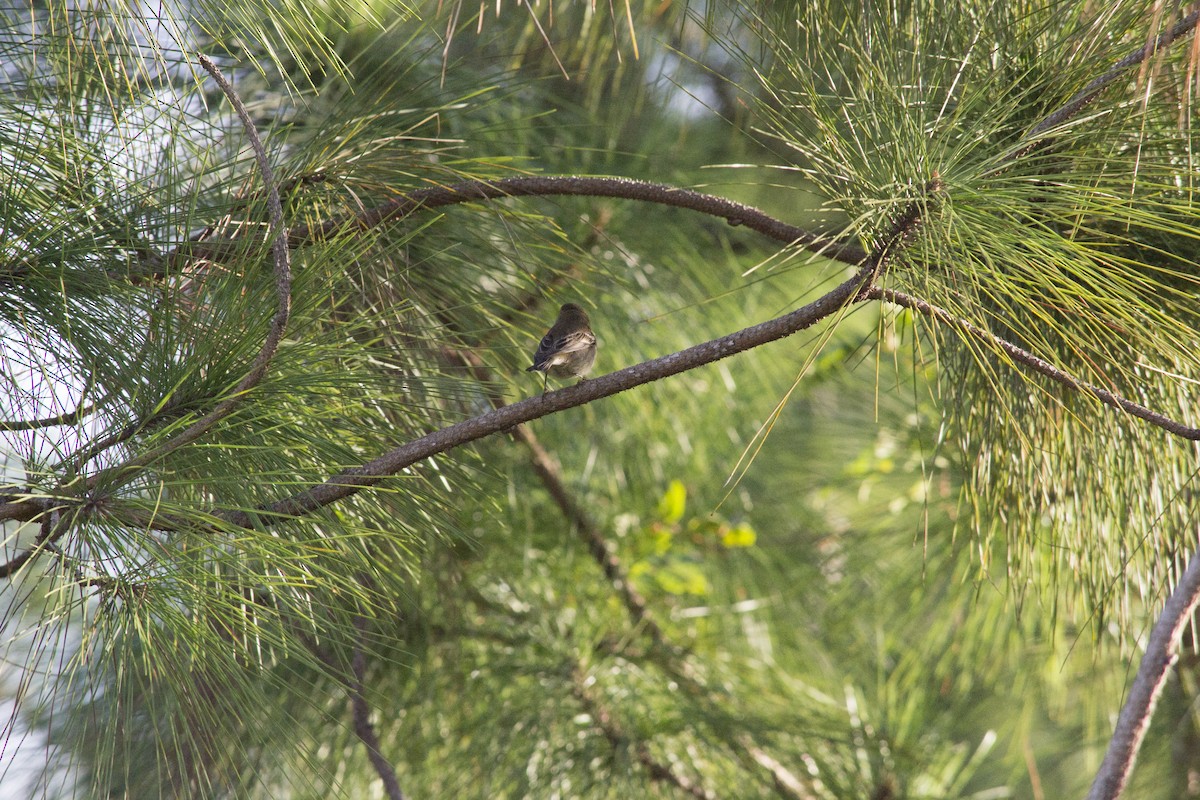 Pine Warbler - ML646770501