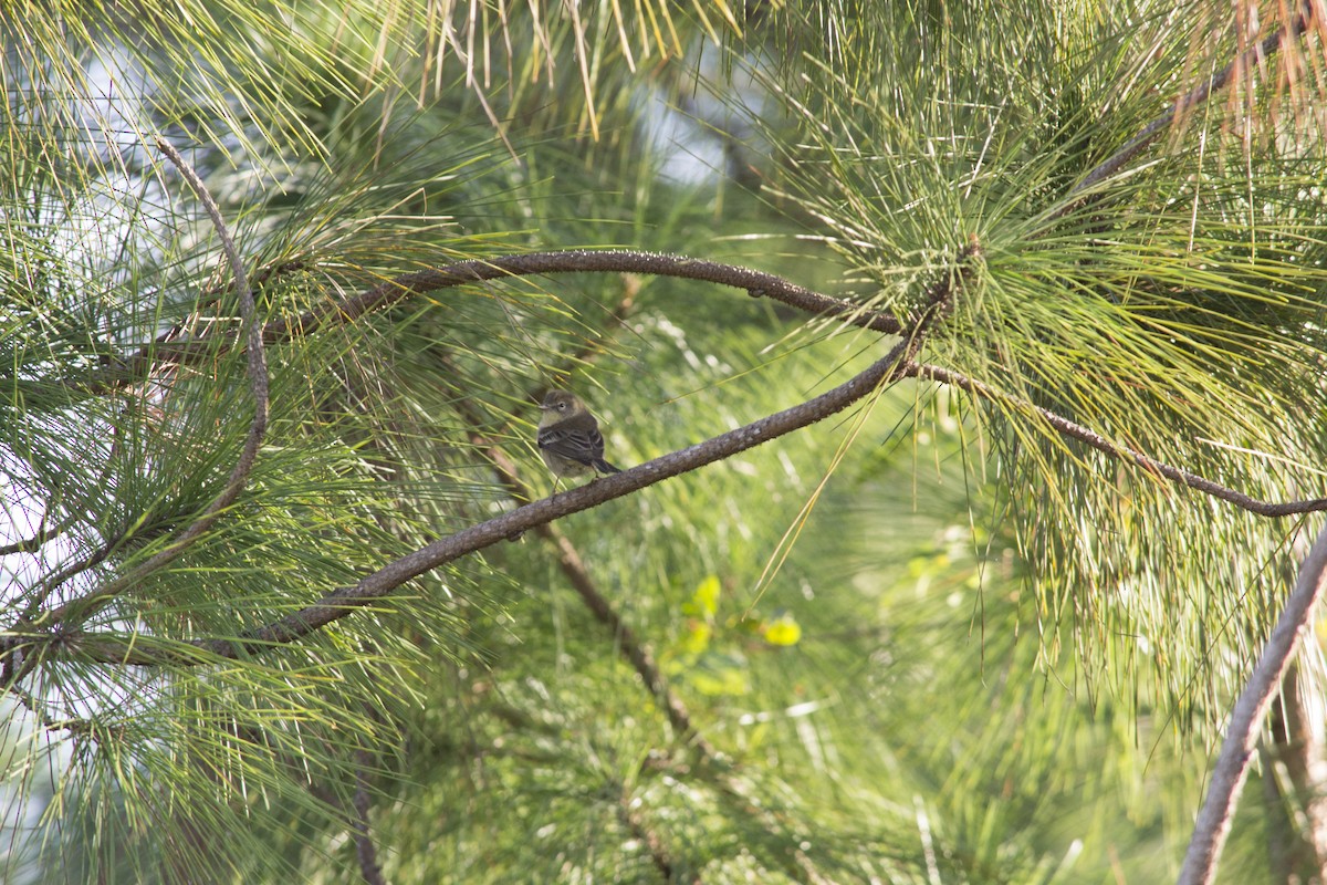Pine Warbler - ML646770502