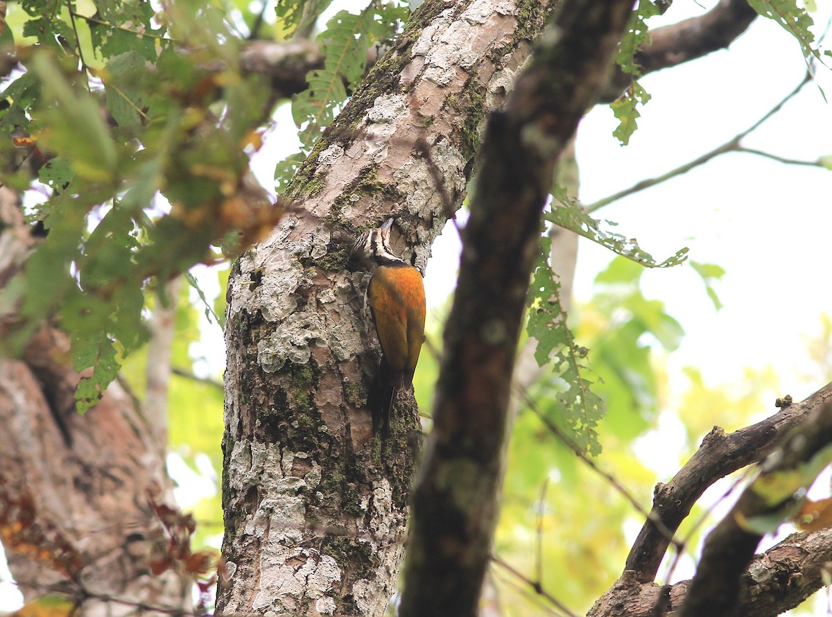 Himalaja-Feuerrückenspecht - ML646770503