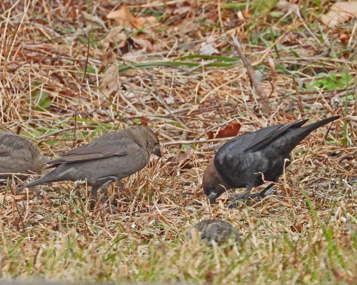 Brown-headed Cowbird - ML646770504