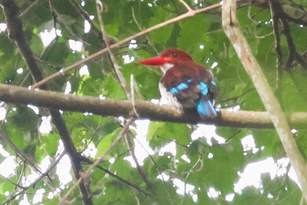 Martin-chasseur marron - ML646770505