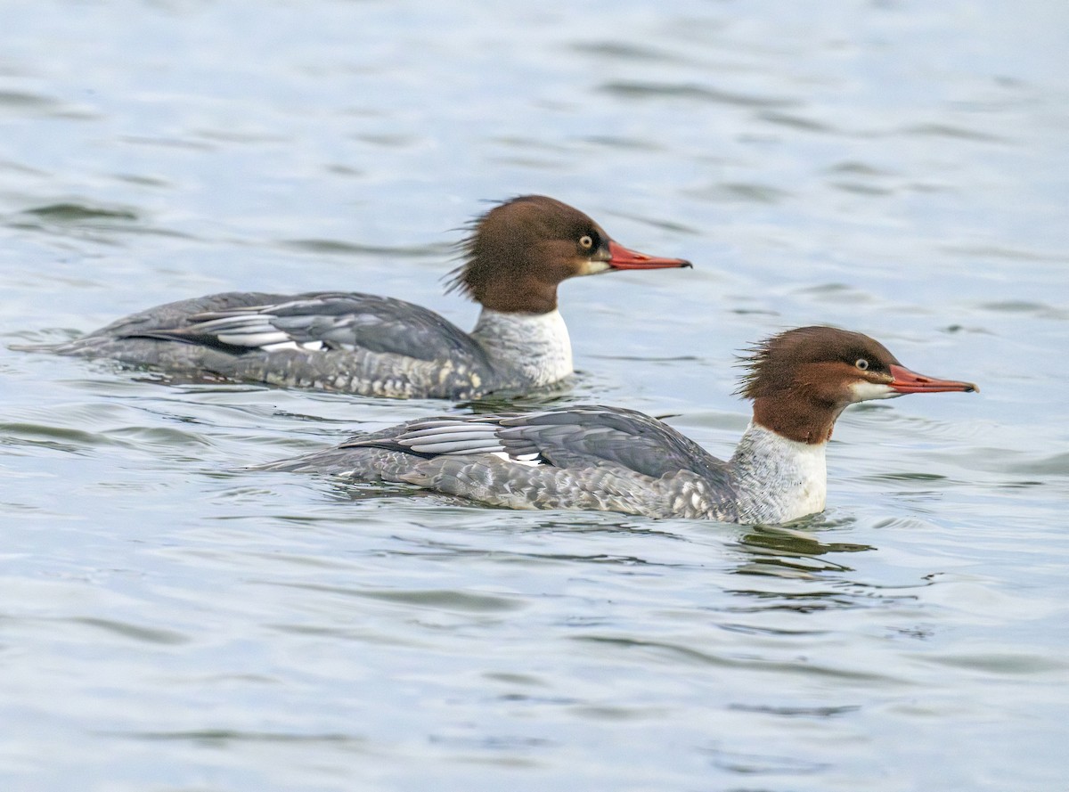 Common Merganser - ML646770506