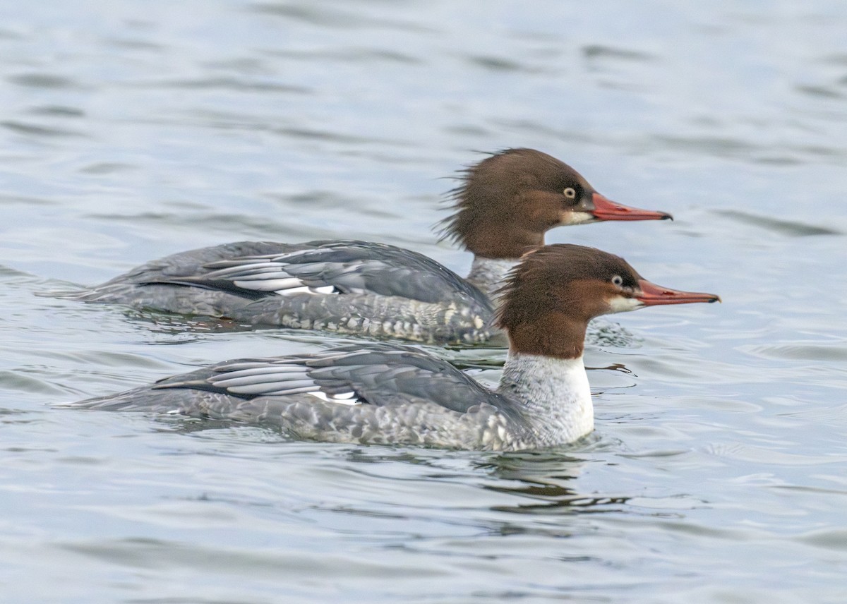 Common Merganser - ML646770507