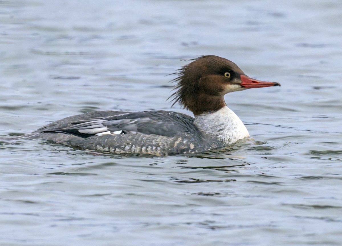Common Merganser - ML646770508