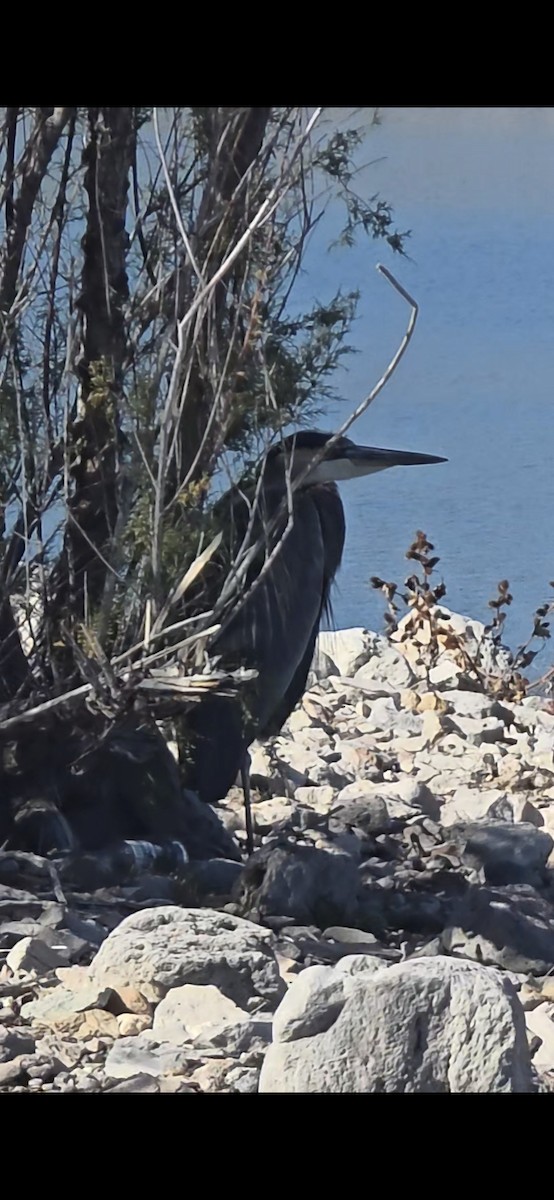 Great Blue Heron - ML646770509