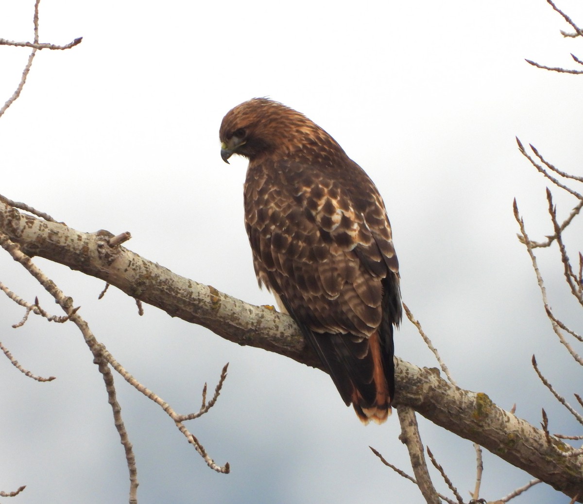 Red-tailed Hawk - ML646770510