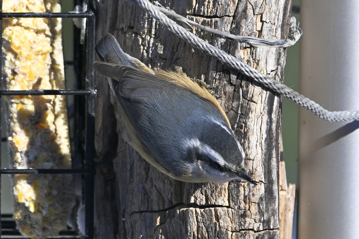 Red-breasted Nuthatch - ML646770513