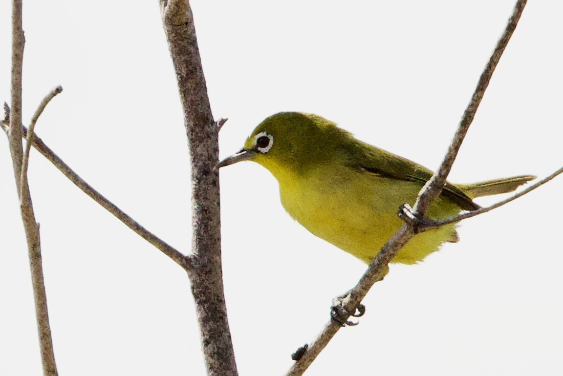 Avustralya Sarı Gözlükçüsü - ML646770515