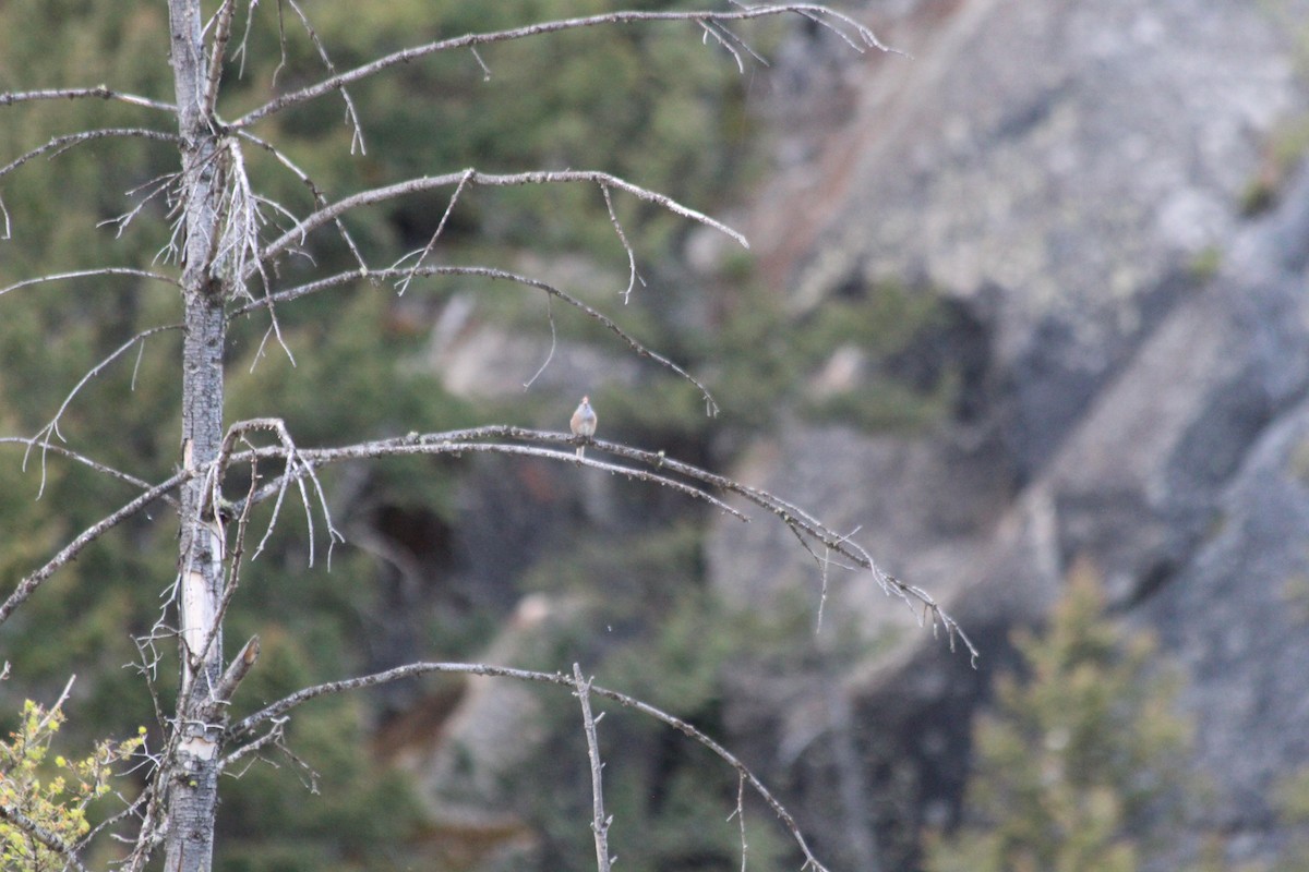 Dark-eyed Junco (Pink-sided) - ML646770516