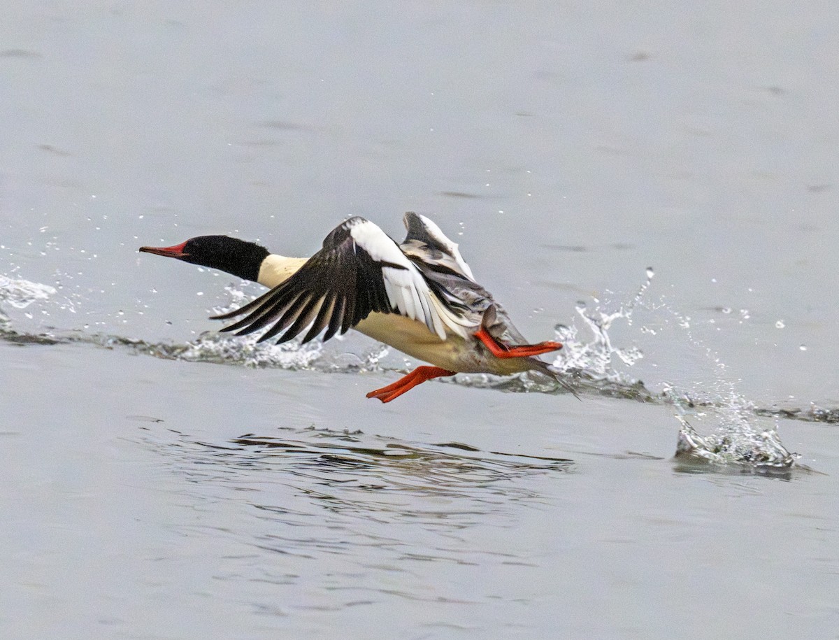 Common Merganser - ML646770517