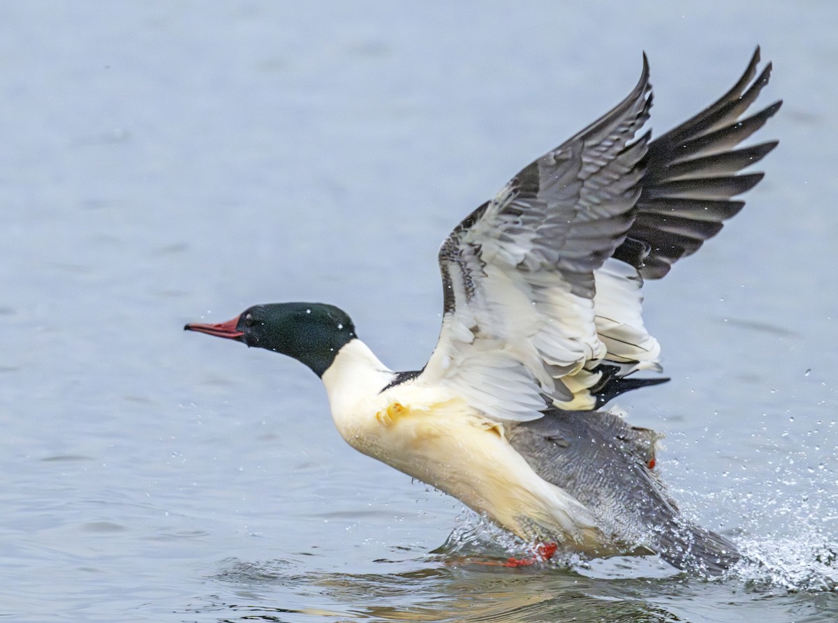 Common Merganser - ML646770518