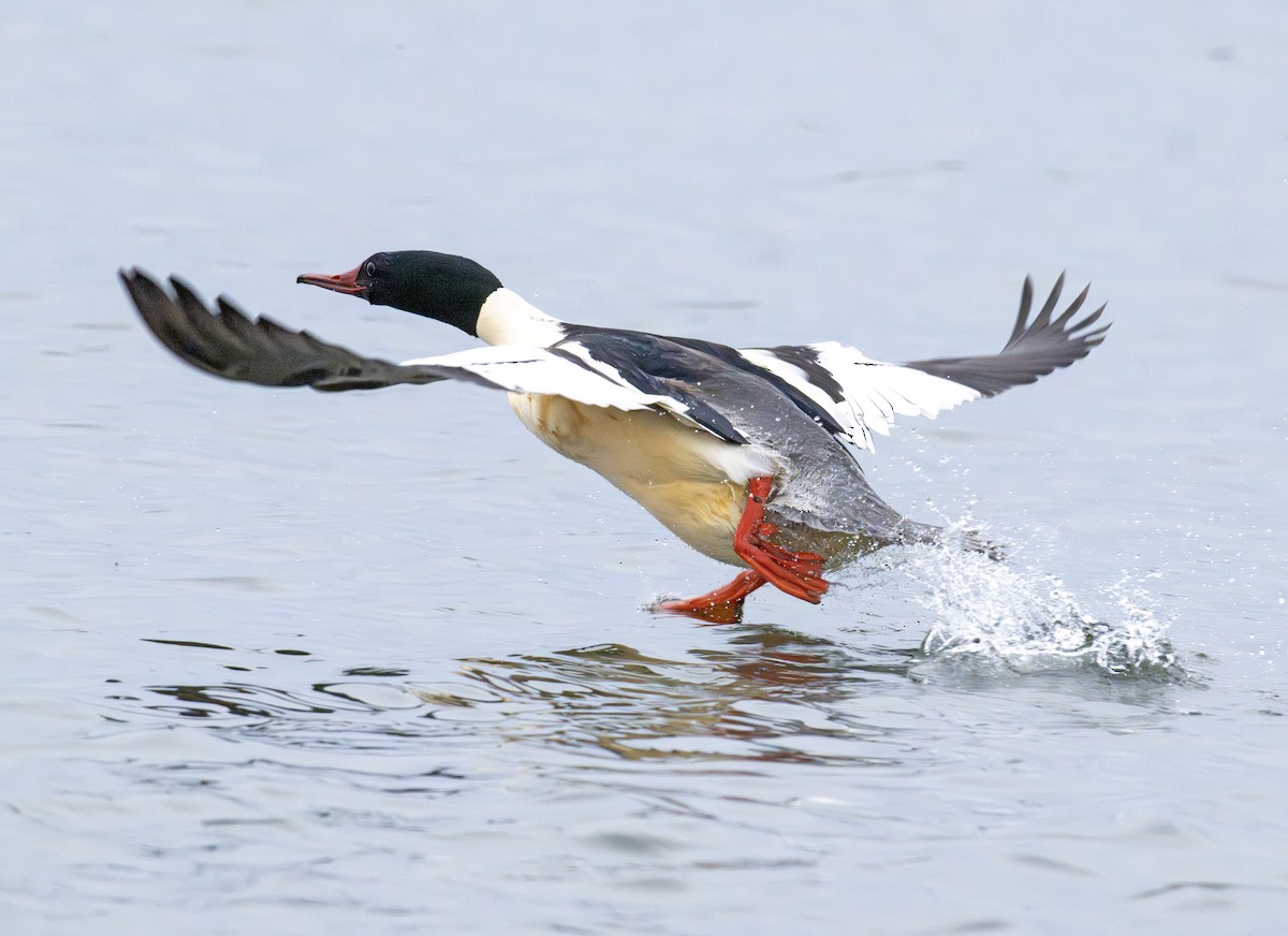 Common Merganser - ML646770519