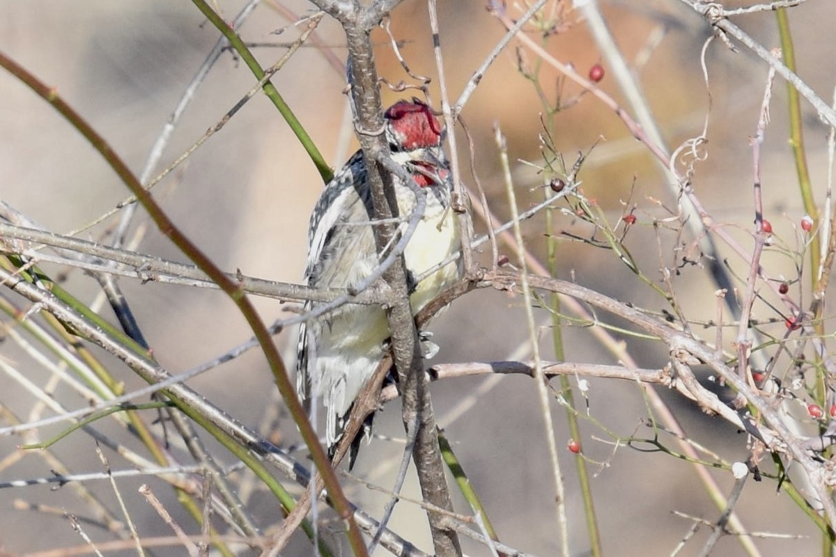 Yellow-bellied Sapsucker - ML646770520