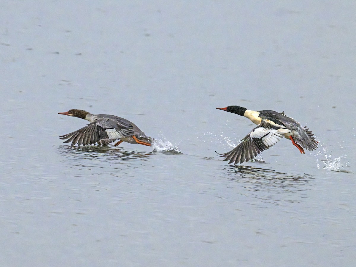 Common Merganser - ML646770524