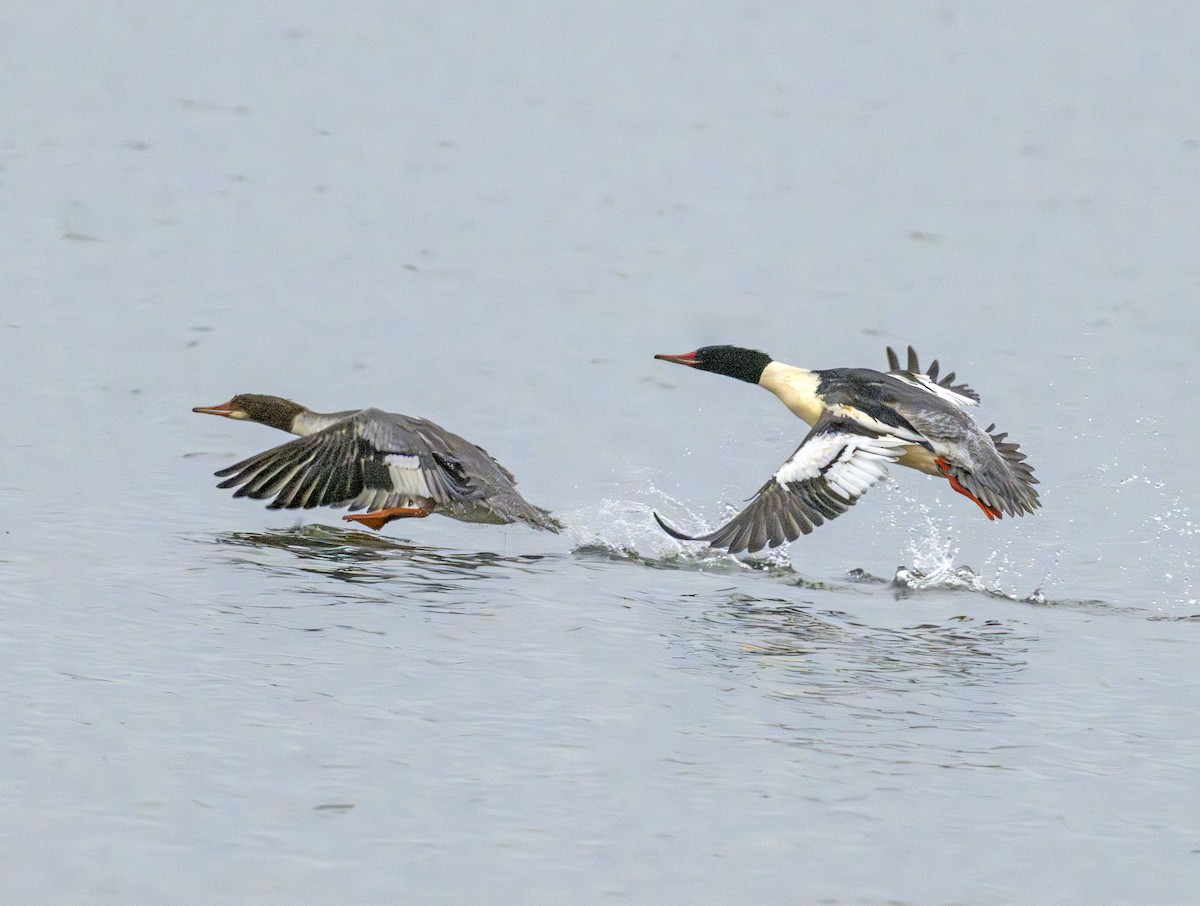 Common Merganser - ML646770525