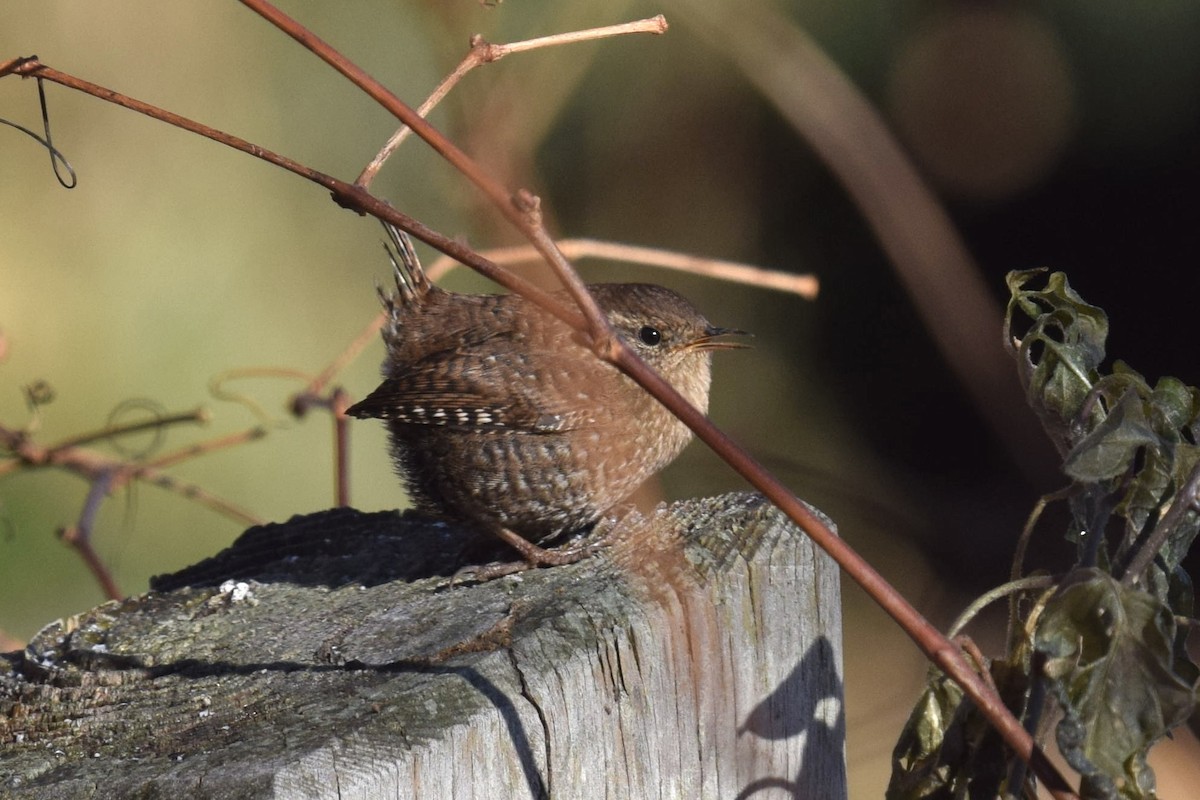 Волоочко канадське - ML646770526