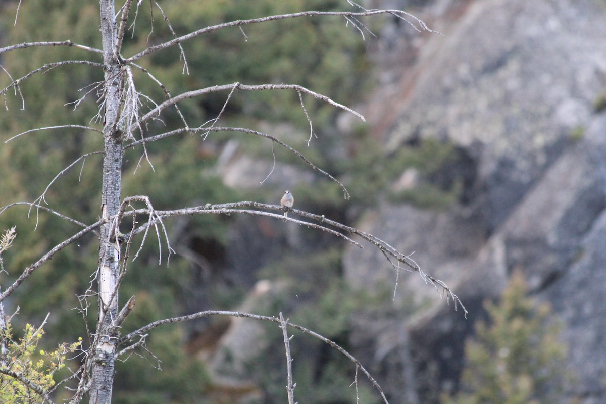 Dark-eyed Junco (Pink-sided) - ML646770528