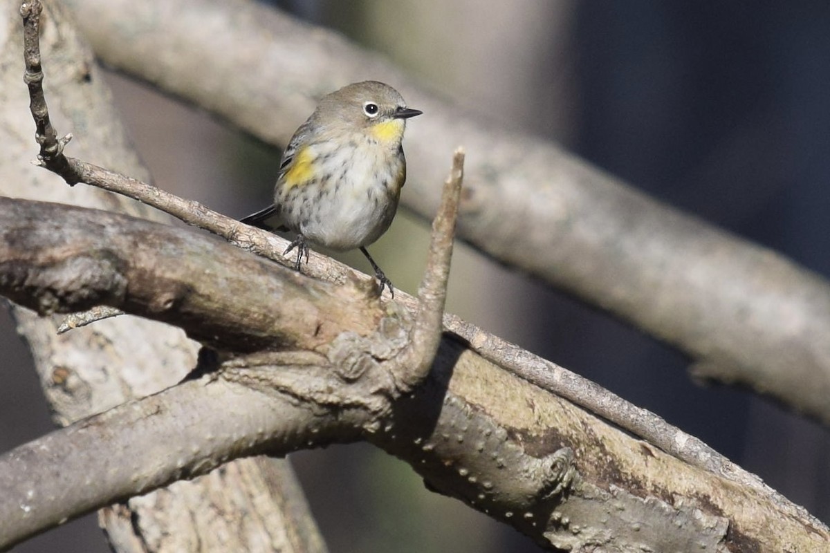 Yellow-rumped Warbler (Audubon's) - ML646770529