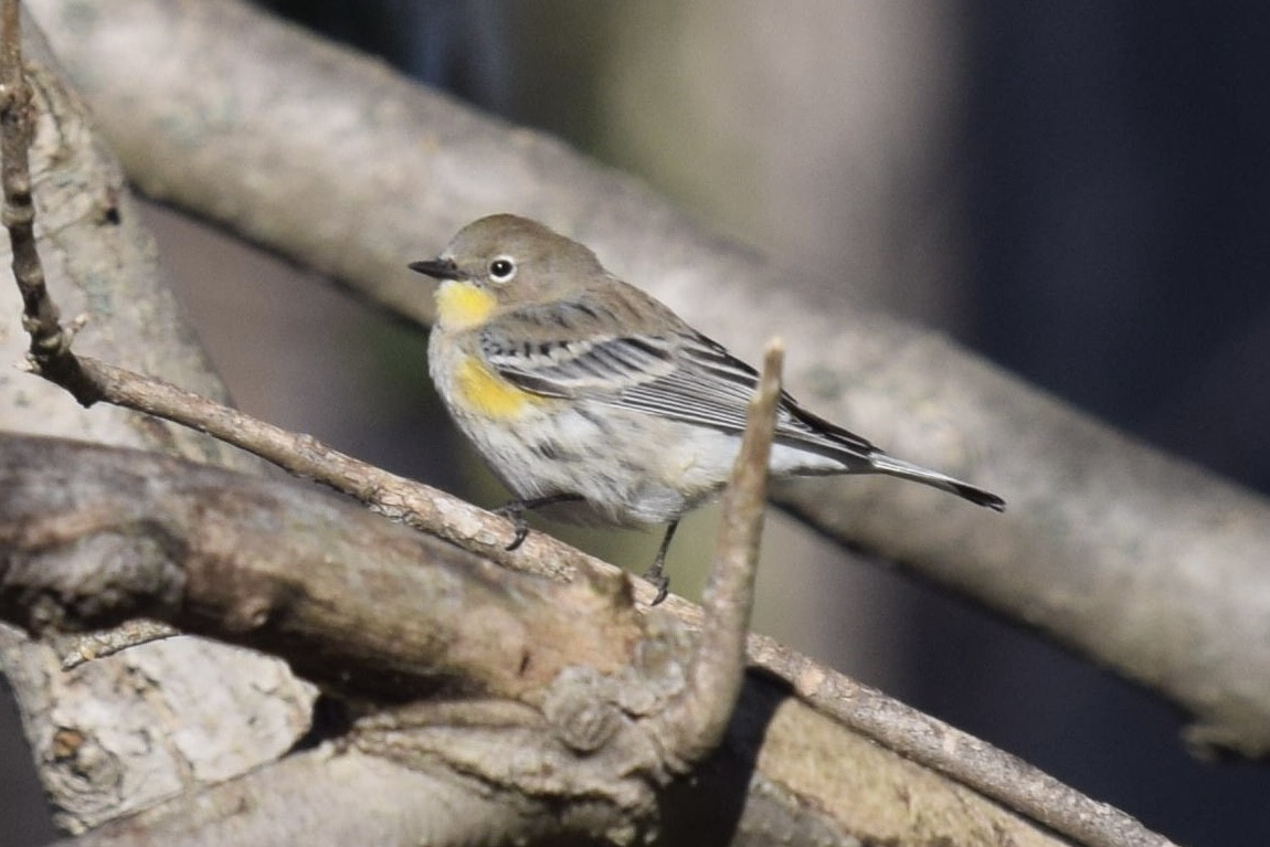 Yellow-rumped Warbler (Audubon's) - ML646770530