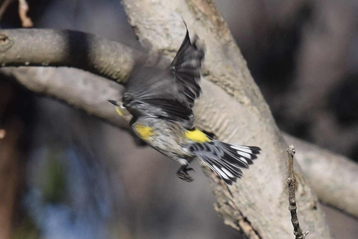 Yellow-rumped Warbler (Audubon's) - ML646770531