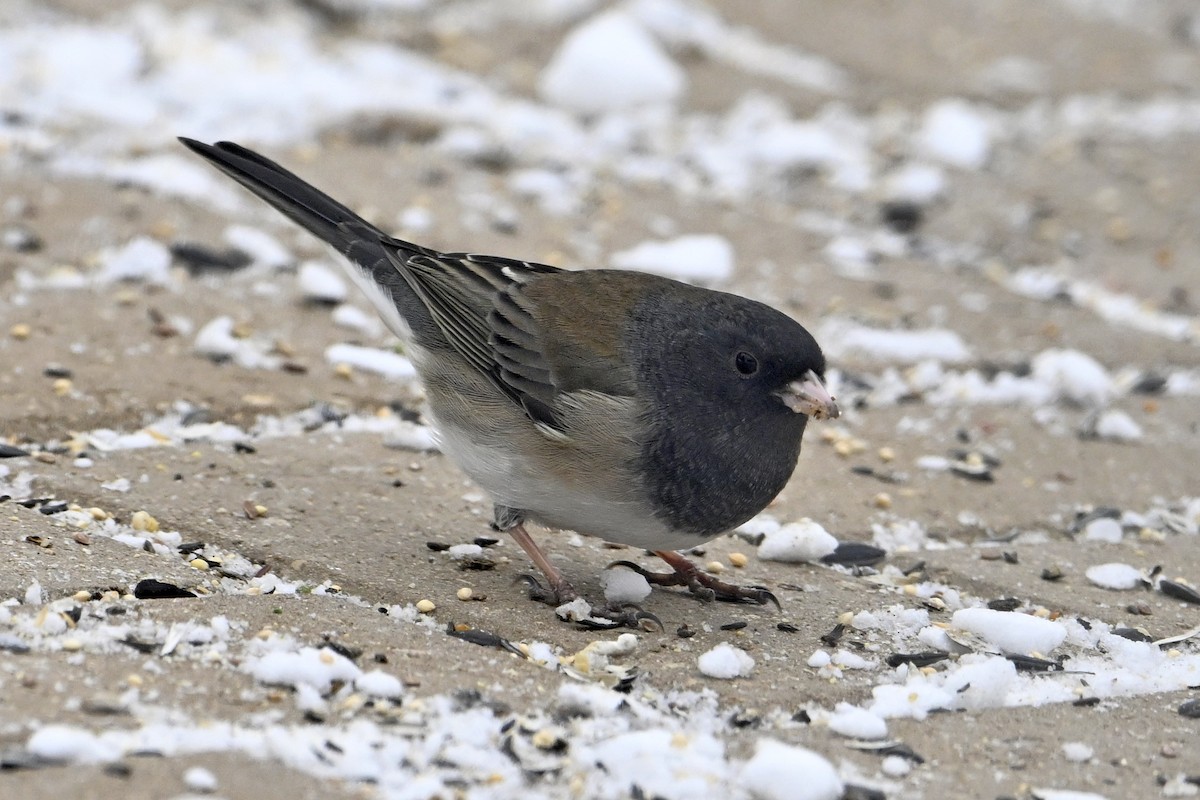 Dark-eyed Junco - ML646770532