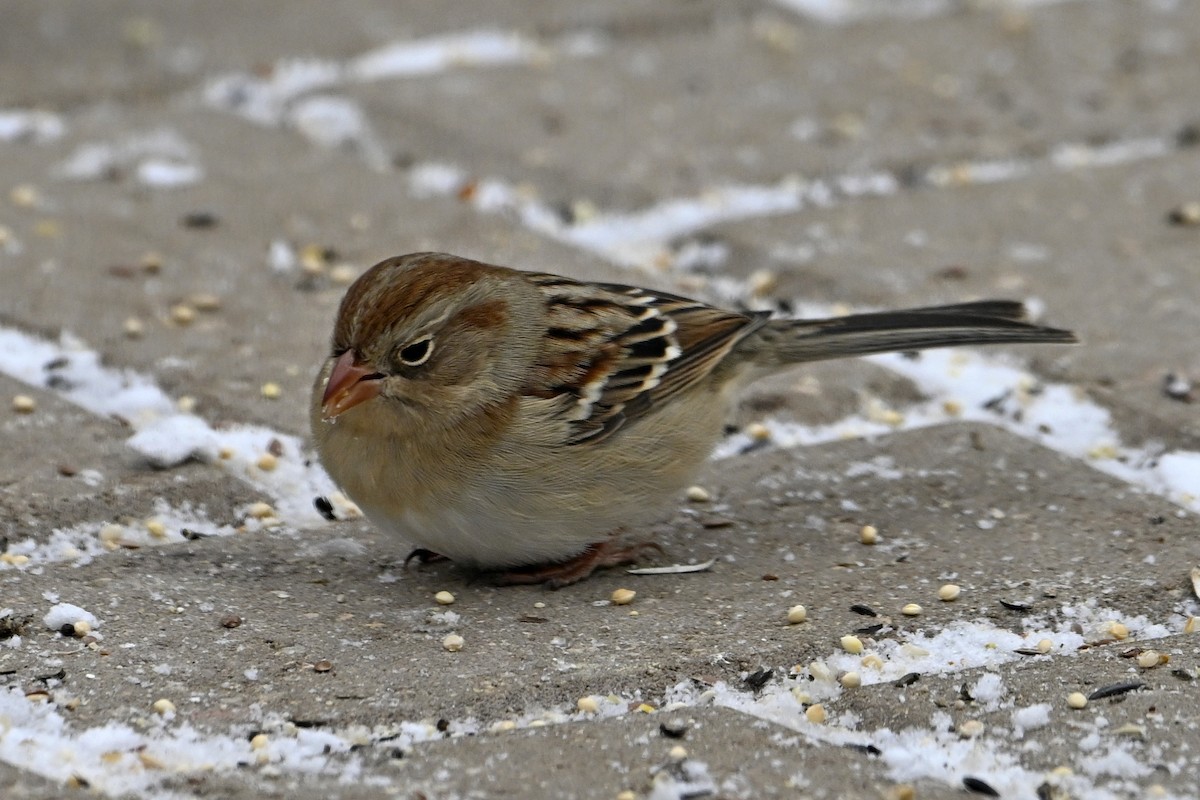 Field Sparrow - ML646770534