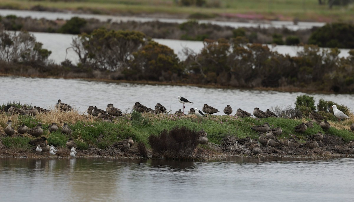 Pied Stilt - ML646770538