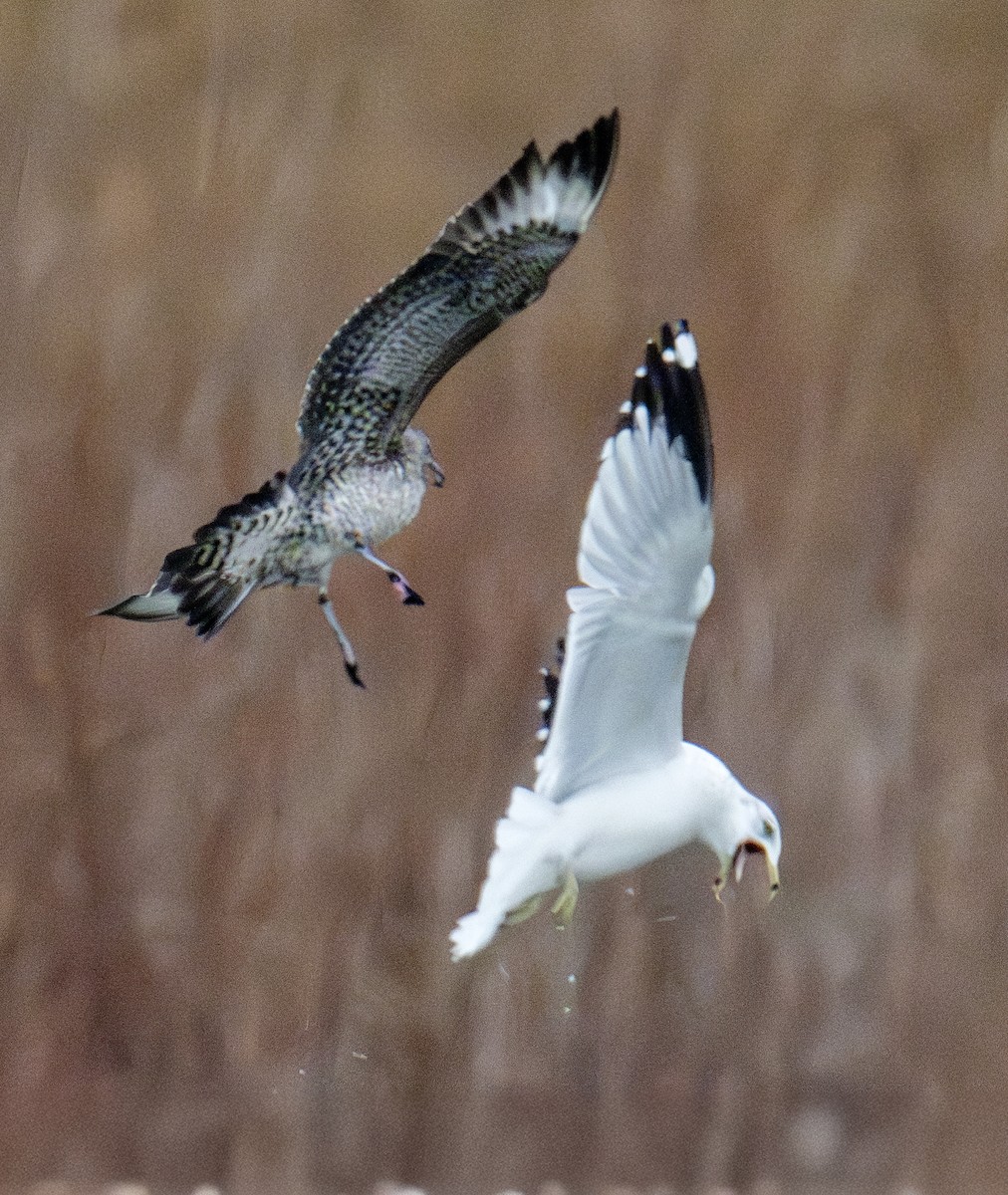 Parasitic Jaeger - ML646770539