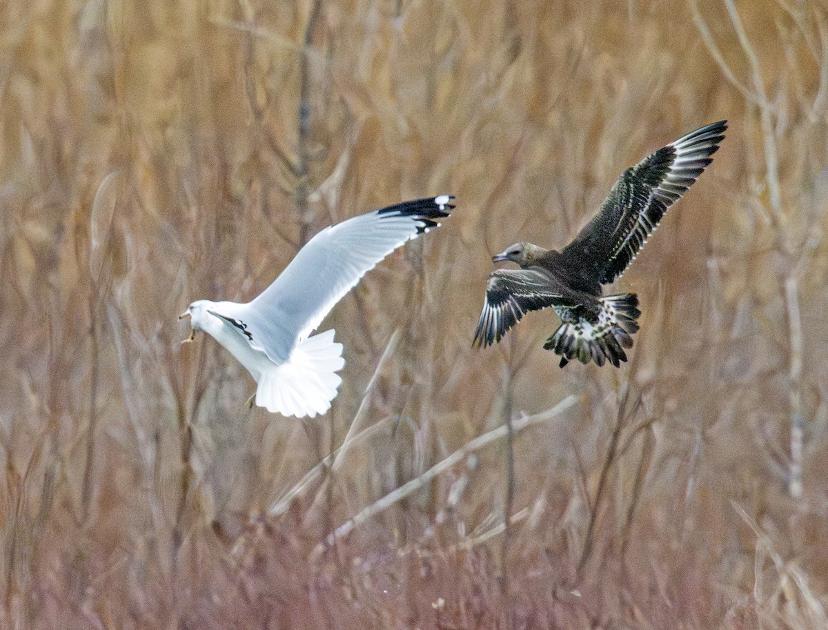 Parasitic Jaeger - ML646770540