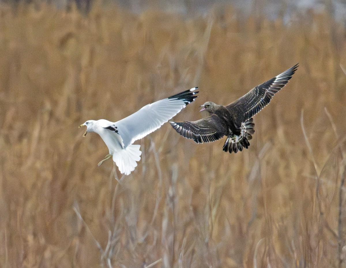 Parasitic Jaeger - ML646770541