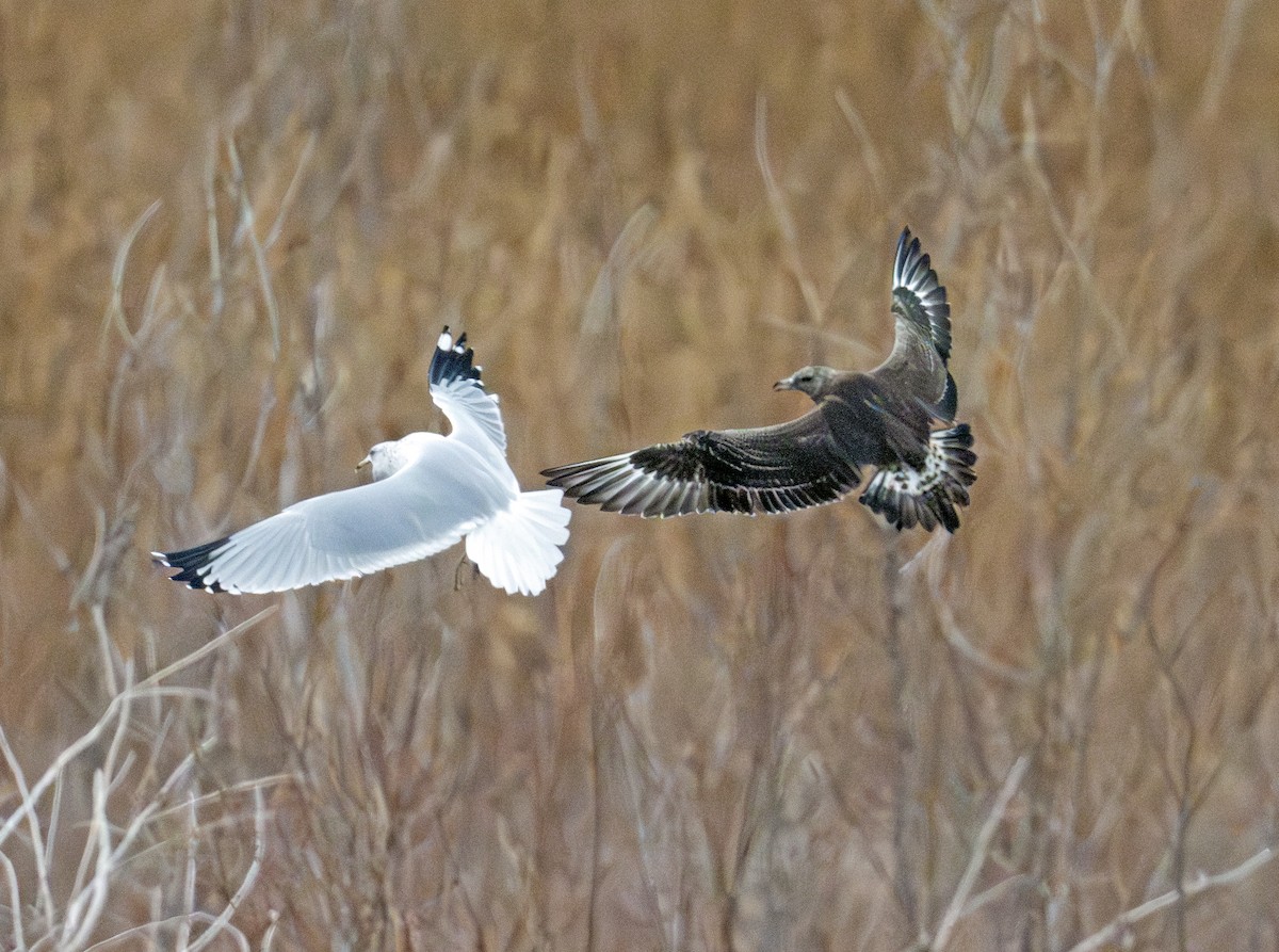 Parasitic Jaeger - ML646770542