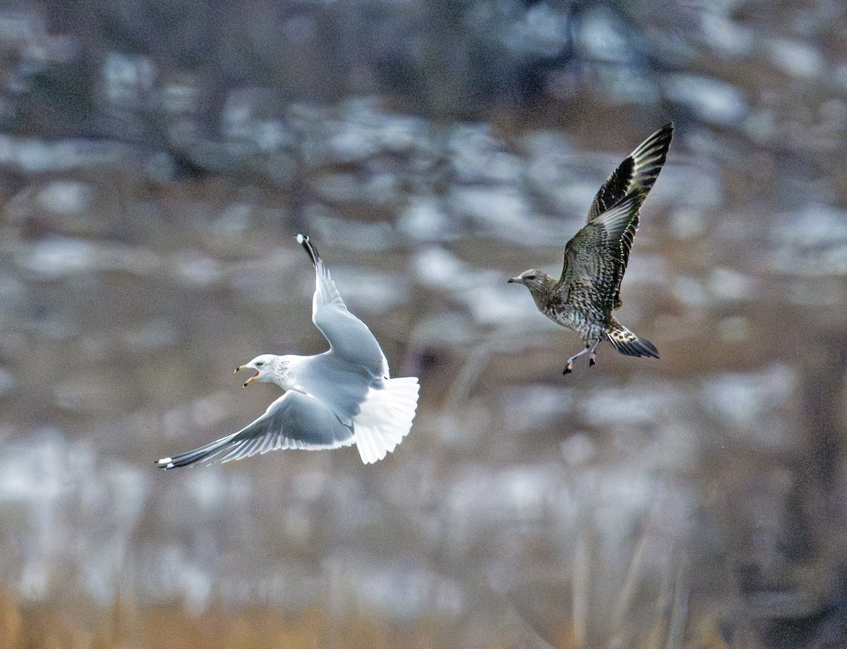 Parasitic Jaeger - ML646770543
