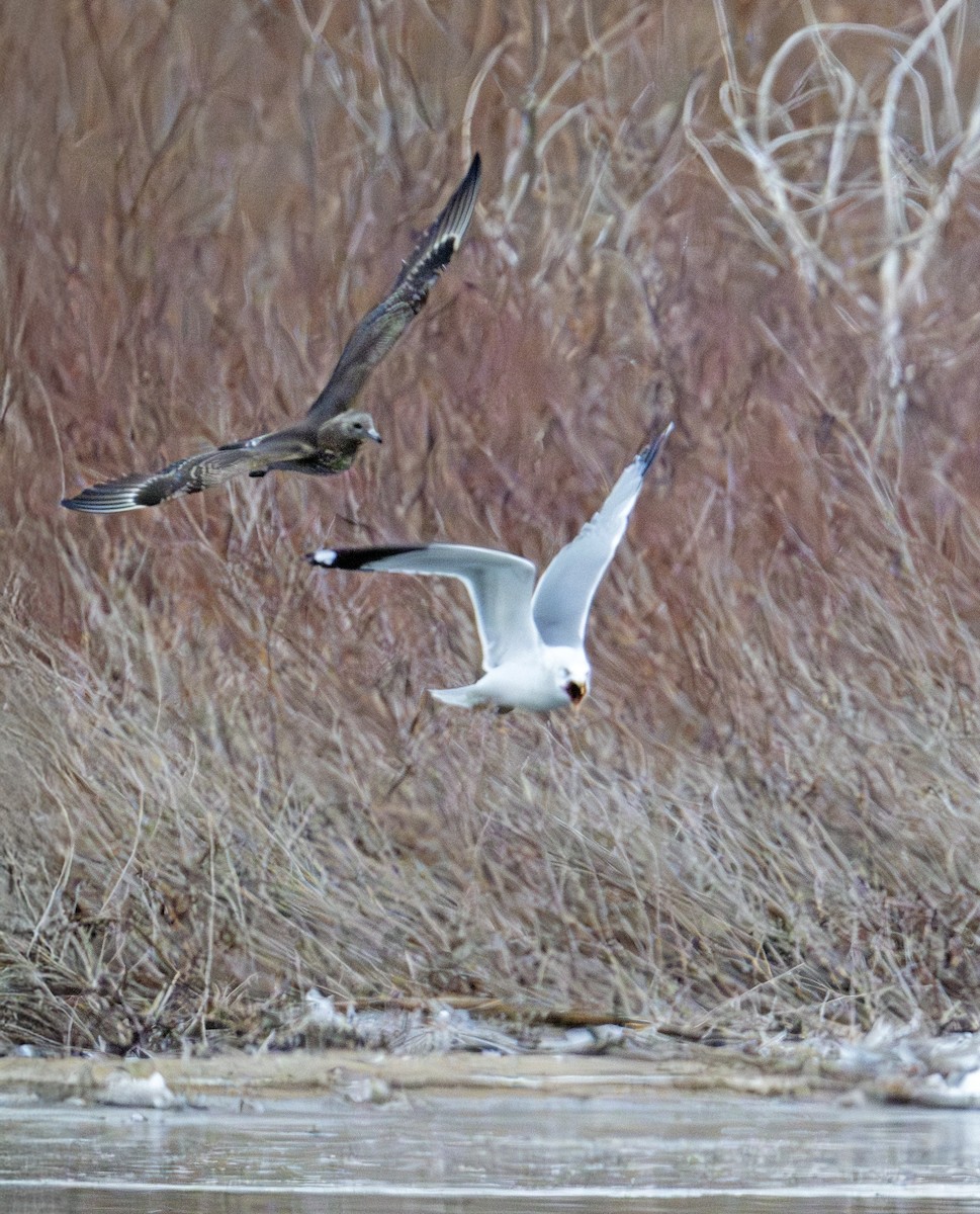 Parasitic Jaeger - ML646770544