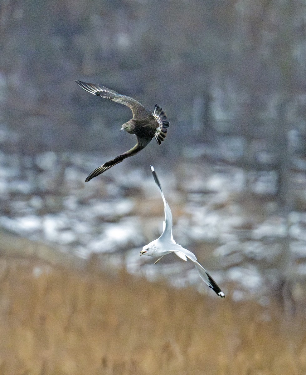Parasitic Jaeger - ML646770545