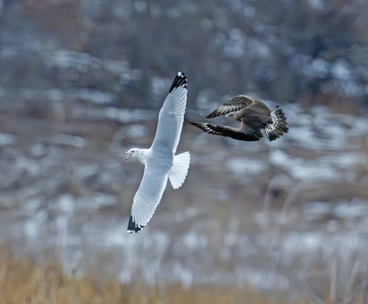 Parasitic Jaeger - ML646770546