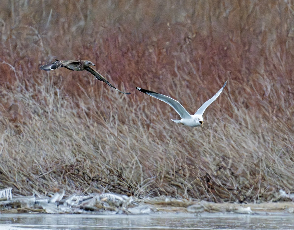 Parasitic Jaeger - ML646770547