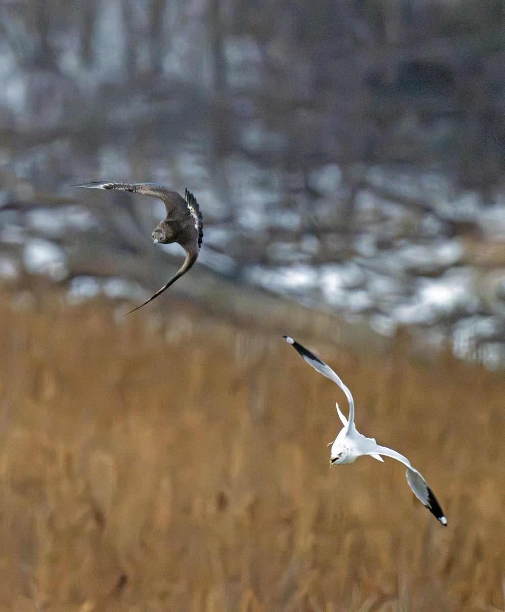 Parasitic Jaeger - ML646770548
