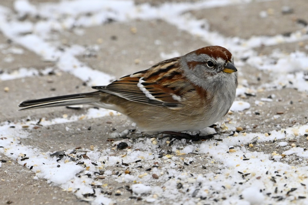 American Tree Sparrow - ML646770550