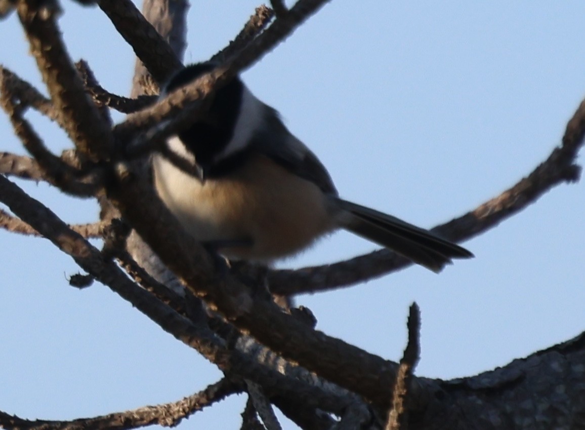 Carbonero Cabecinegro - ML646770551