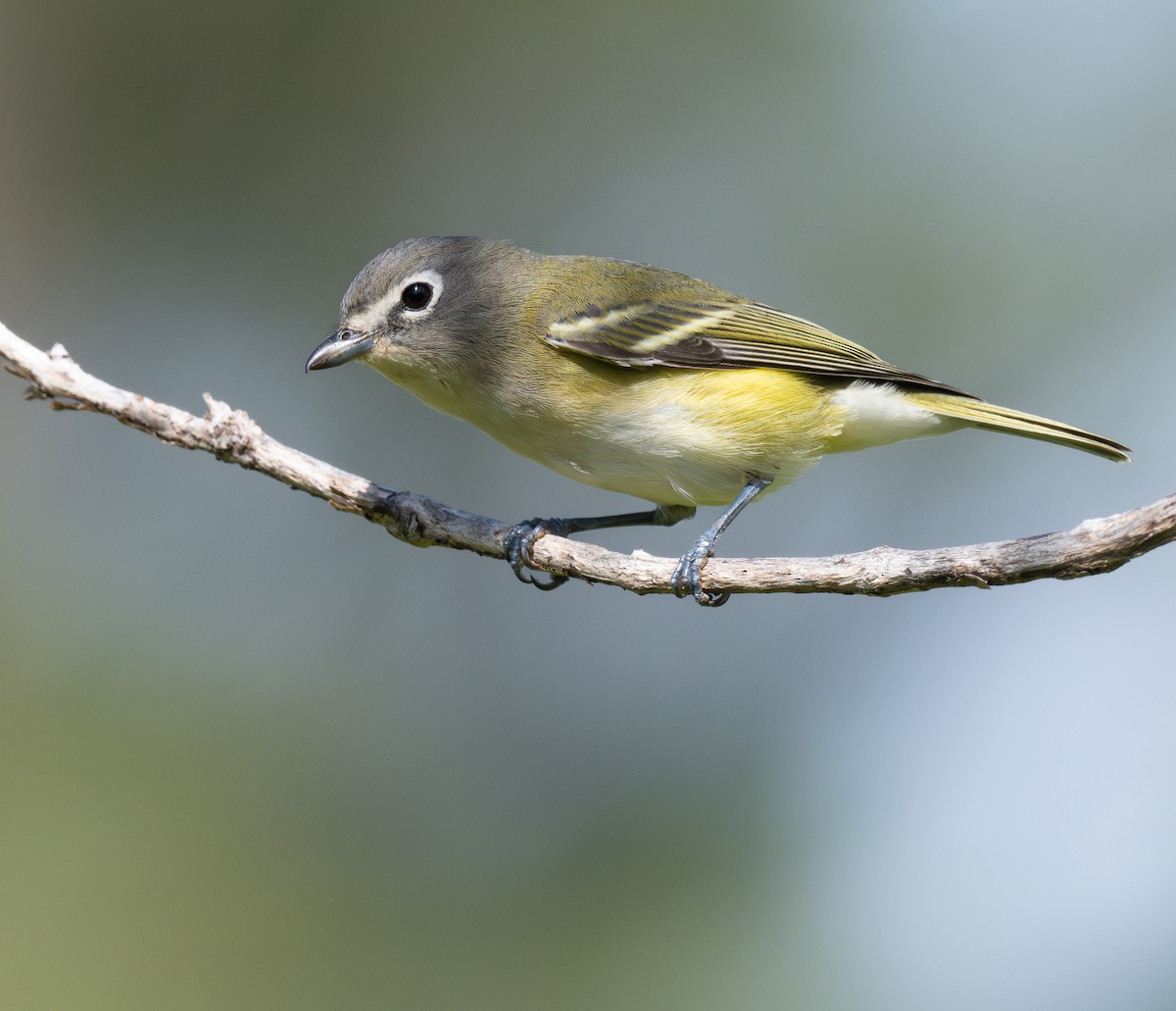 Blue-headed Vireo - ML646770559