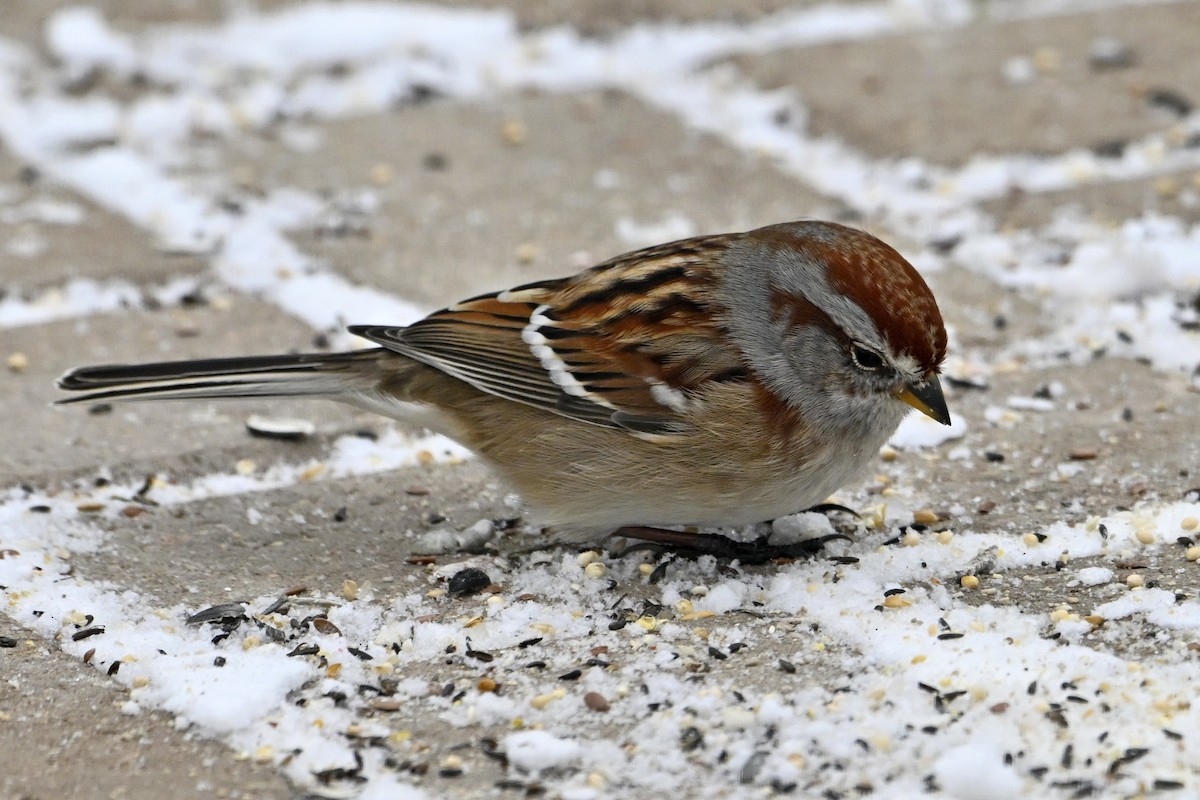 American Tree Sparrow - ML646770560