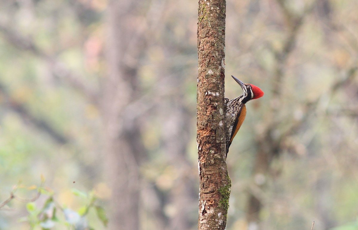 Goldmantel-Sultanspecht - ML646770563