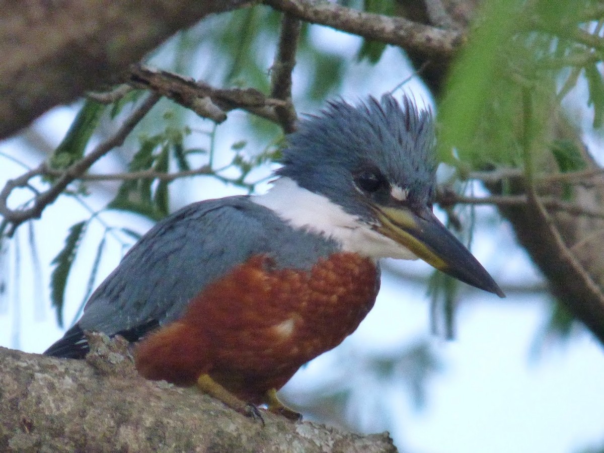 Ringed Kingfisher - ML646770564