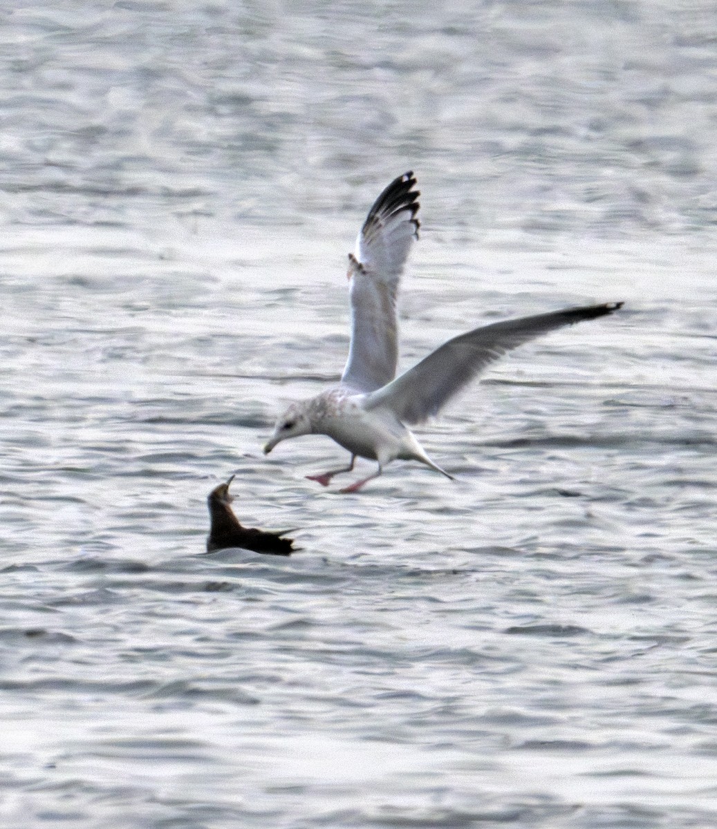 Parasitic Jaeger - ML646770565