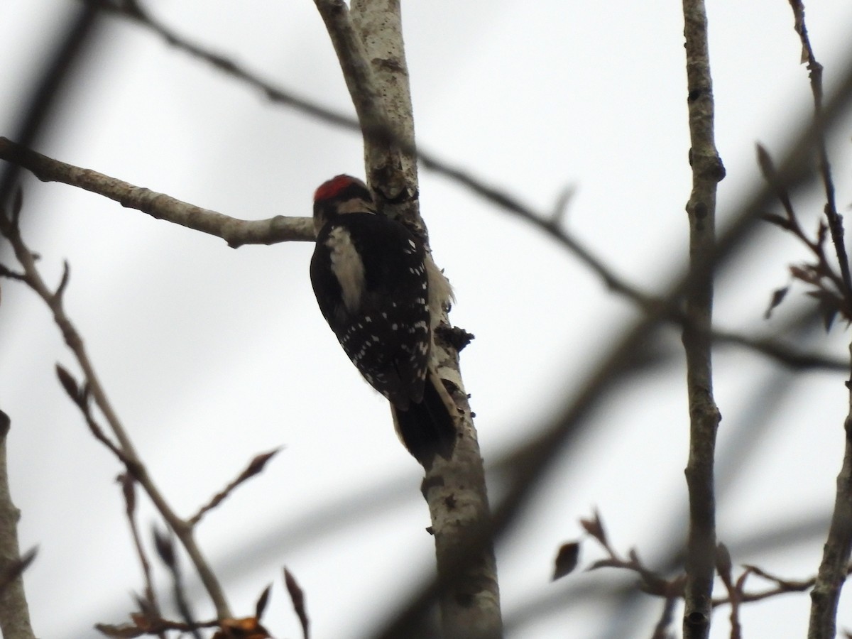 Downy Woodpecker - ML646770568