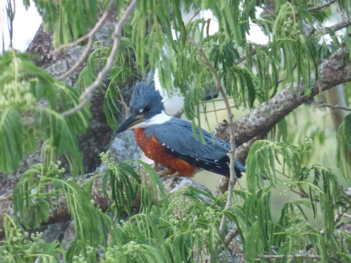 Ringed Kingfisher - ML646770570