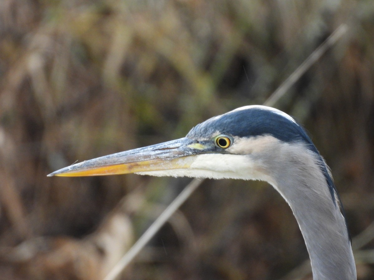 Great Blue Heron - ML646770572