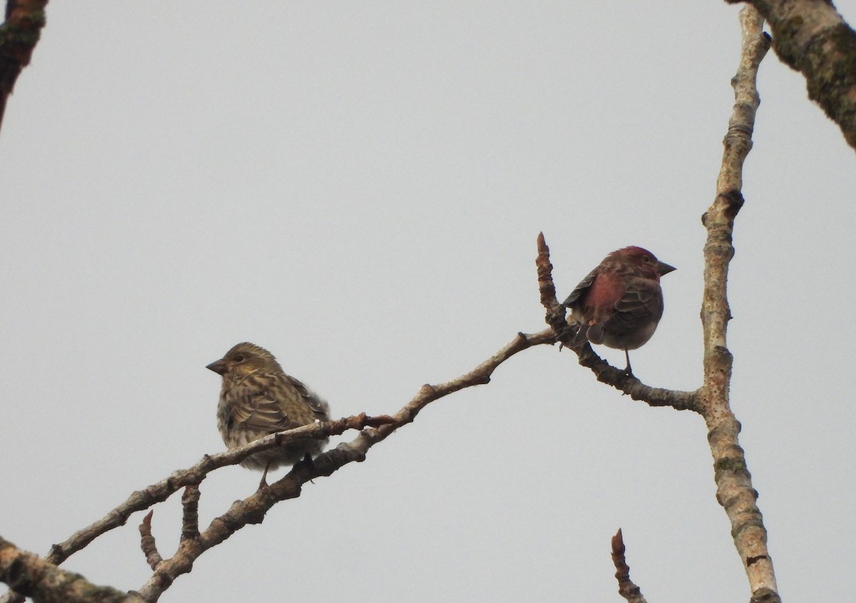Cassin's Finch - ML646770575