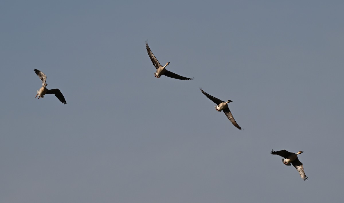 Swan Goose - ML646770577