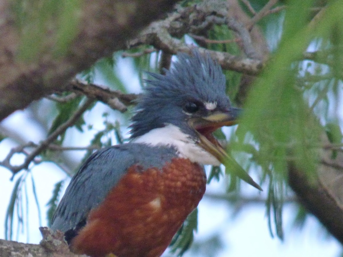 Ringed Kingfisher - ML646770578